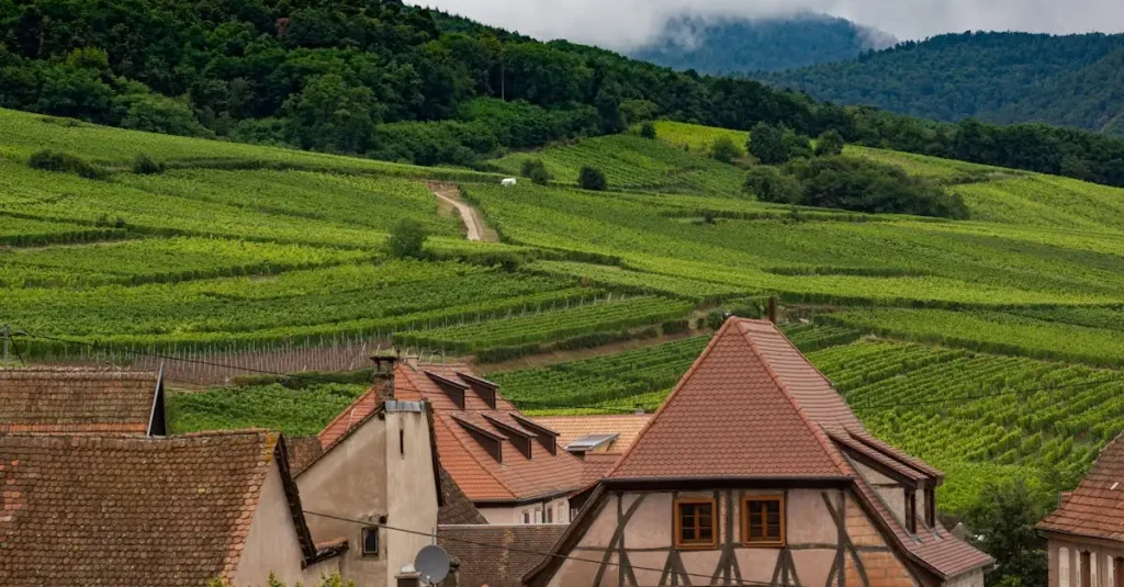 Alsace vine