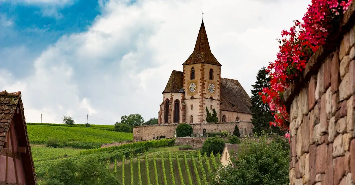 Alsace vine