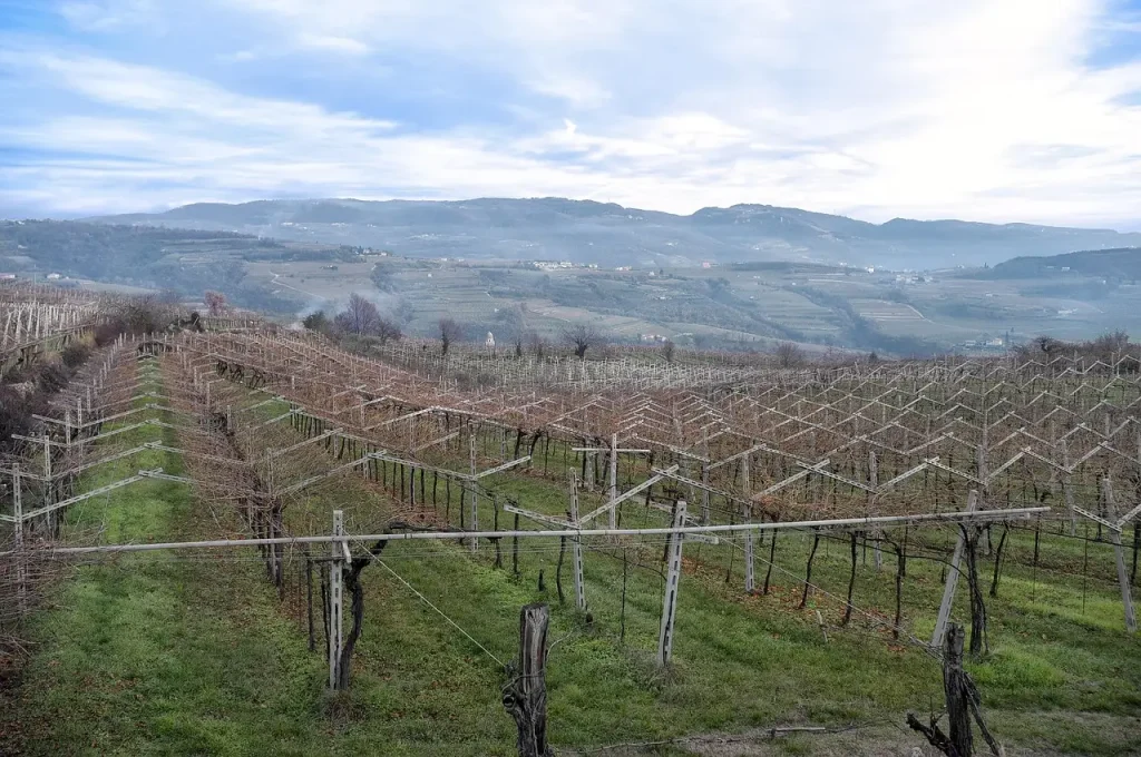 Amarone vine