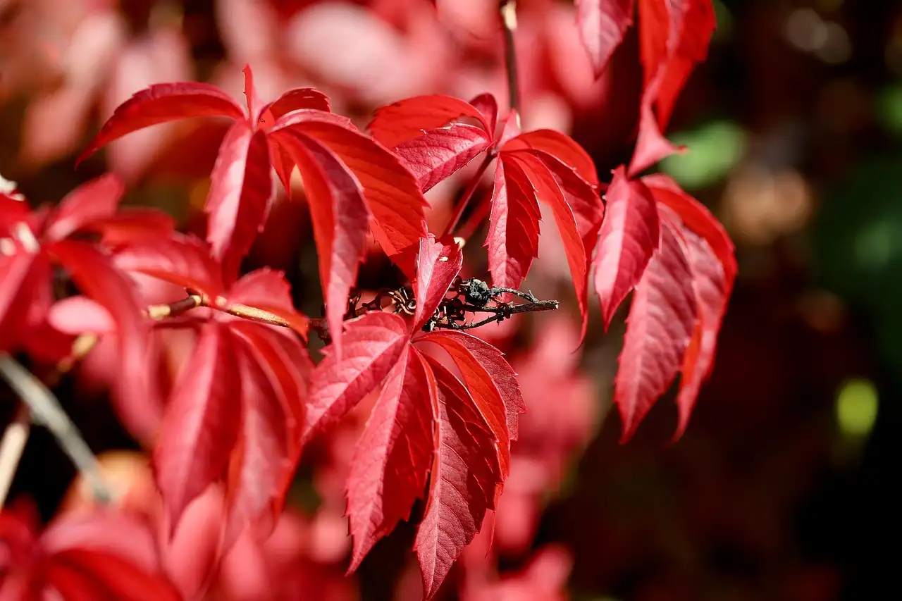 Bichel vine