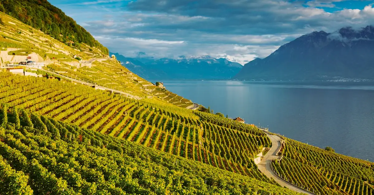 Donslund vine