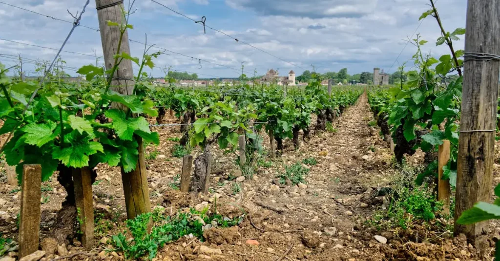 Fine vine