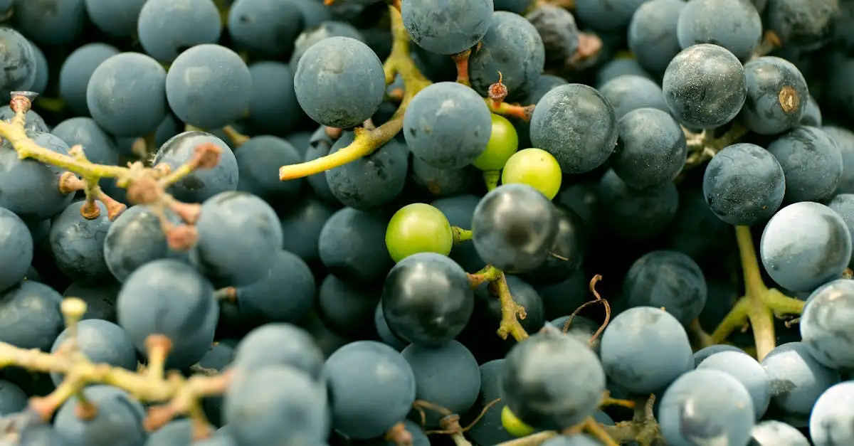 Nybom vine