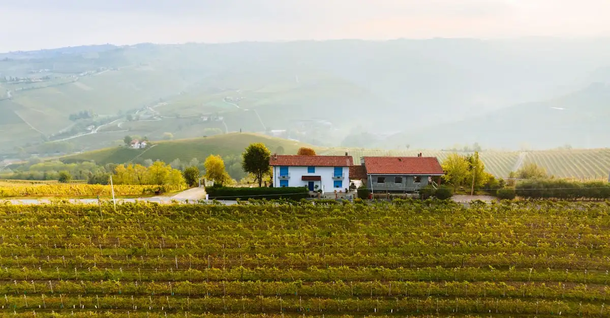 Piemonte vine