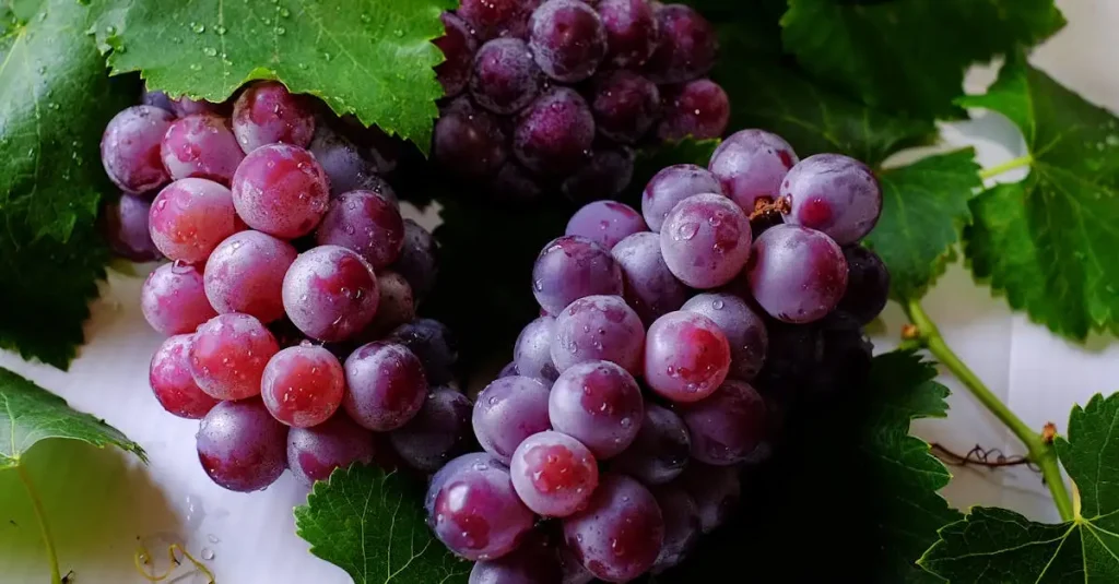 Vine leaf