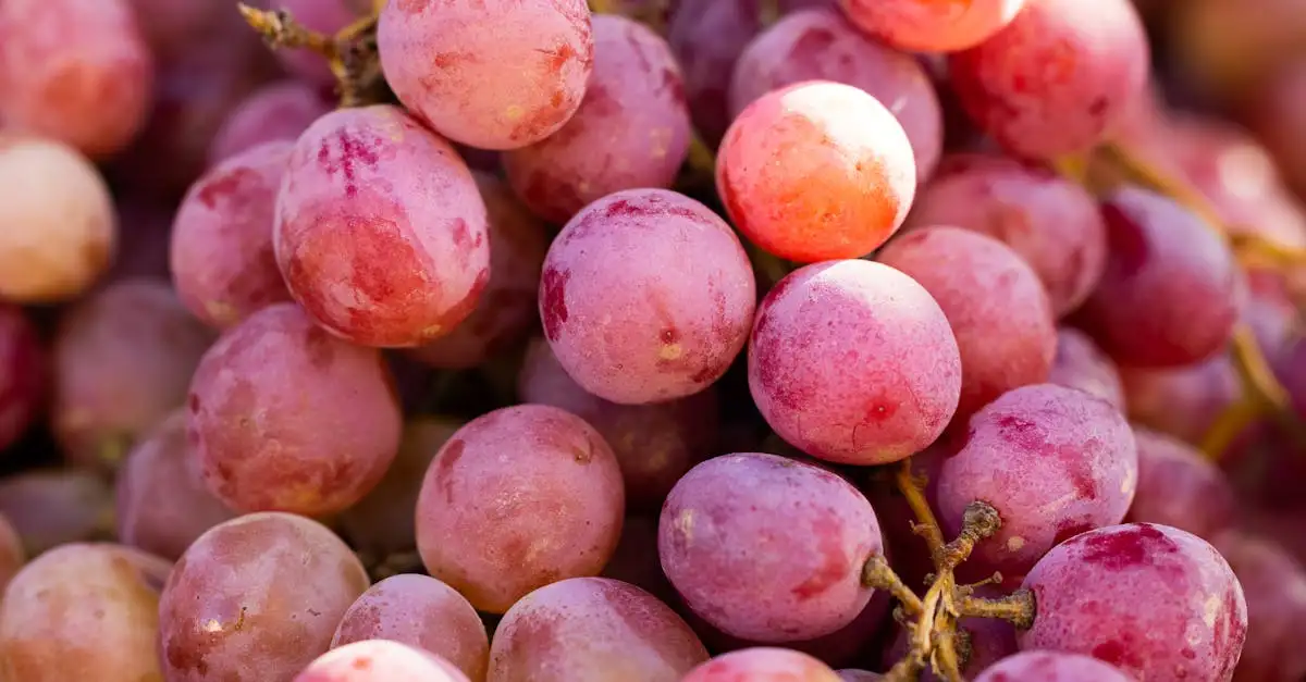 Biodynamiske vine