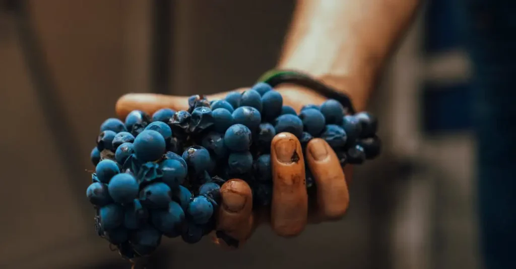Blue vine