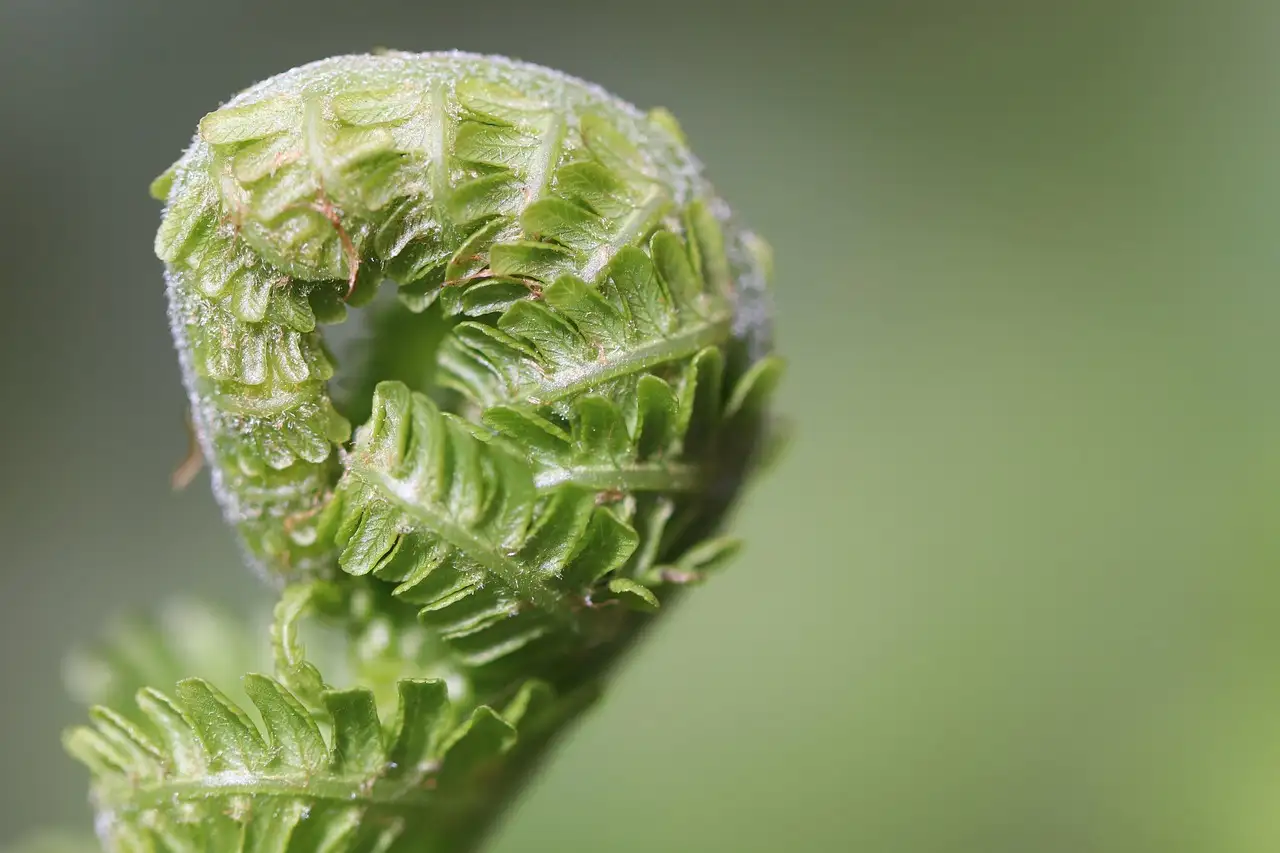 Forberedelse til AP Vine Eksamen: Vigtige Tips