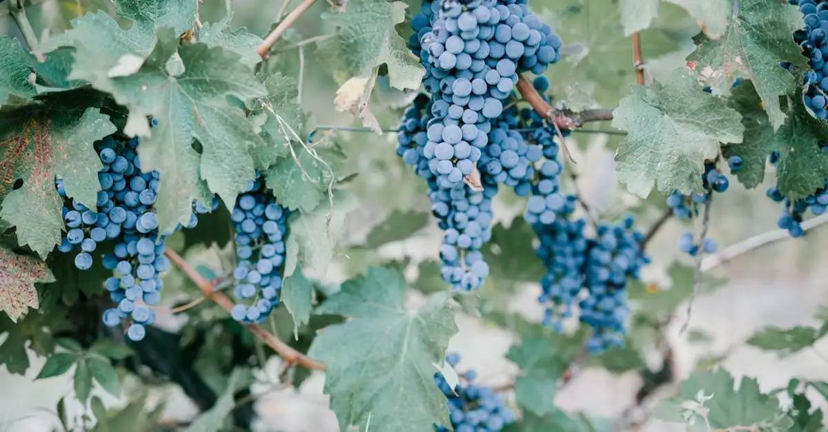 Oplev den unikke smag af Monastrell fra gamle vinstokke