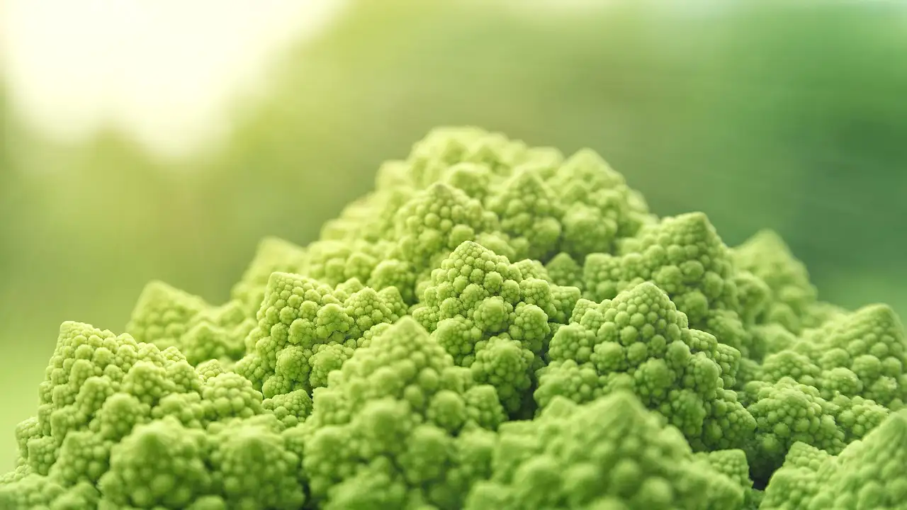 Veganske vine: Guiden til de bedste økologiske vine