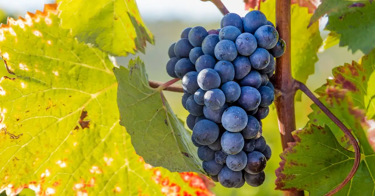 Nebbiolo vine: Oplev Italiens stolte rødvine