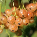 7 Deadly Sins Package The Vines: Oplev den ultimative pakke