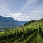 Køb Sangiovese vinstokke til din vingård i dag