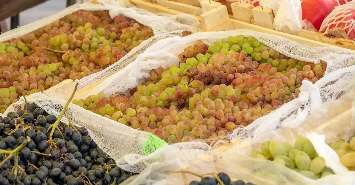 Vine Vitis Regent: Smagfuld og Robust Druesort